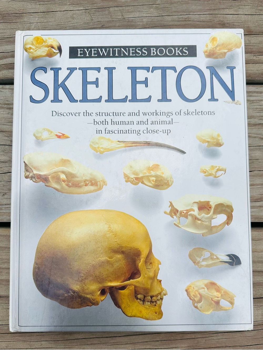 Eyewitness Book Series-Skeleton-Good Used Condition